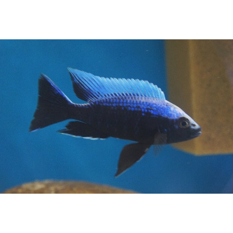 Copadichromis Ivory Undu Reef